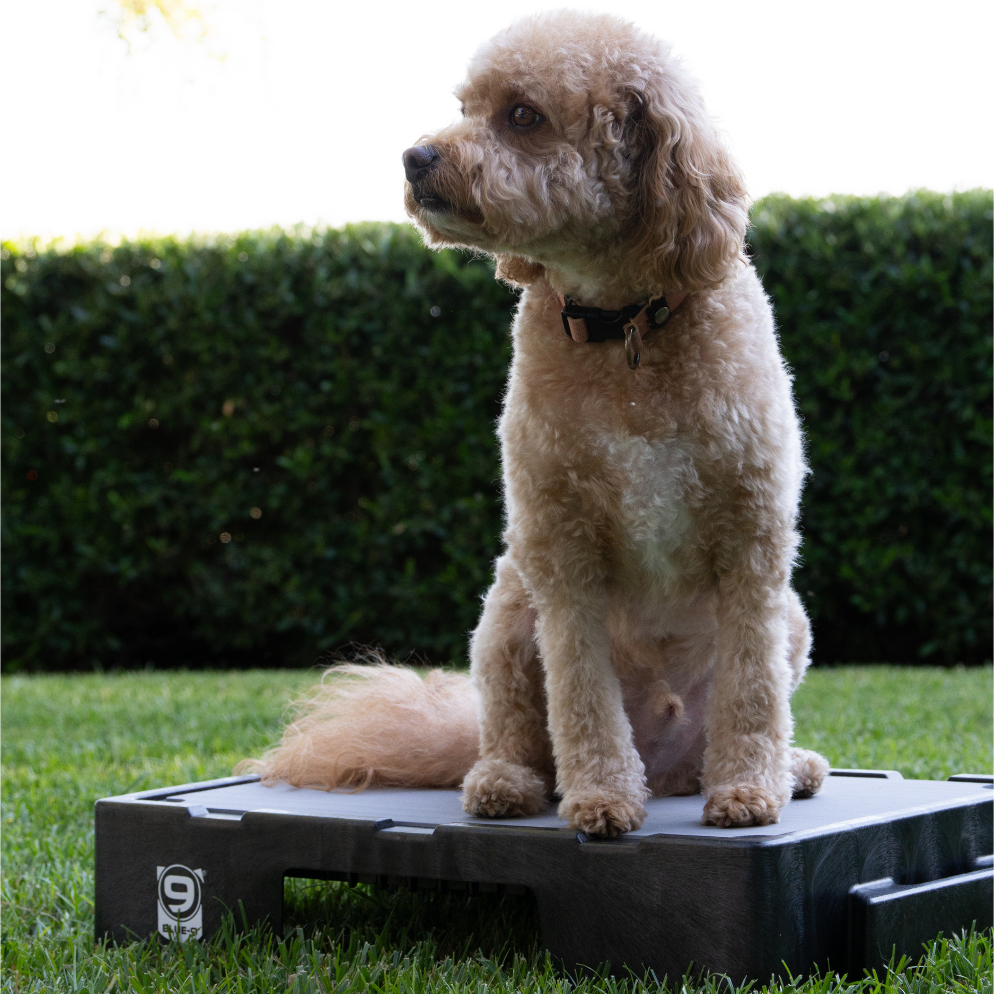 KLIMB Jr Blue-9 Pet Products