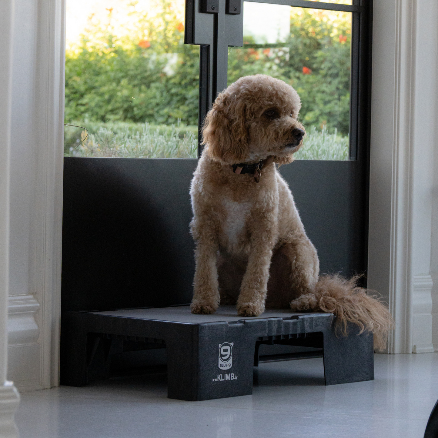 KLIMB Jr Blue-9 Pet Products