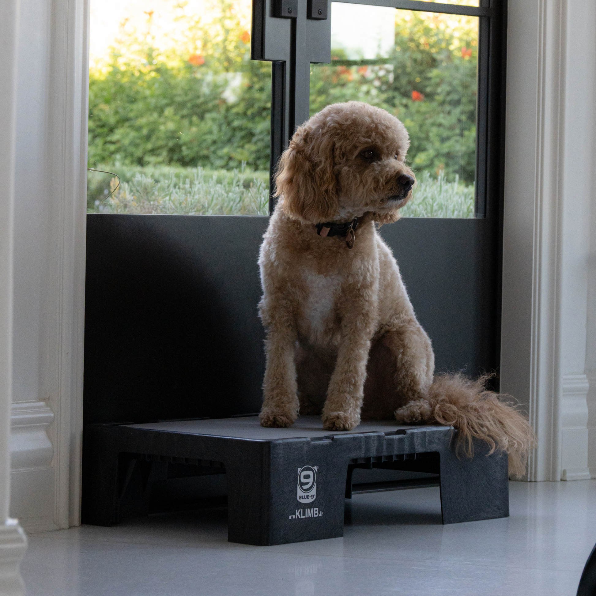 KLIMB Jr Blue-9 Pet Products