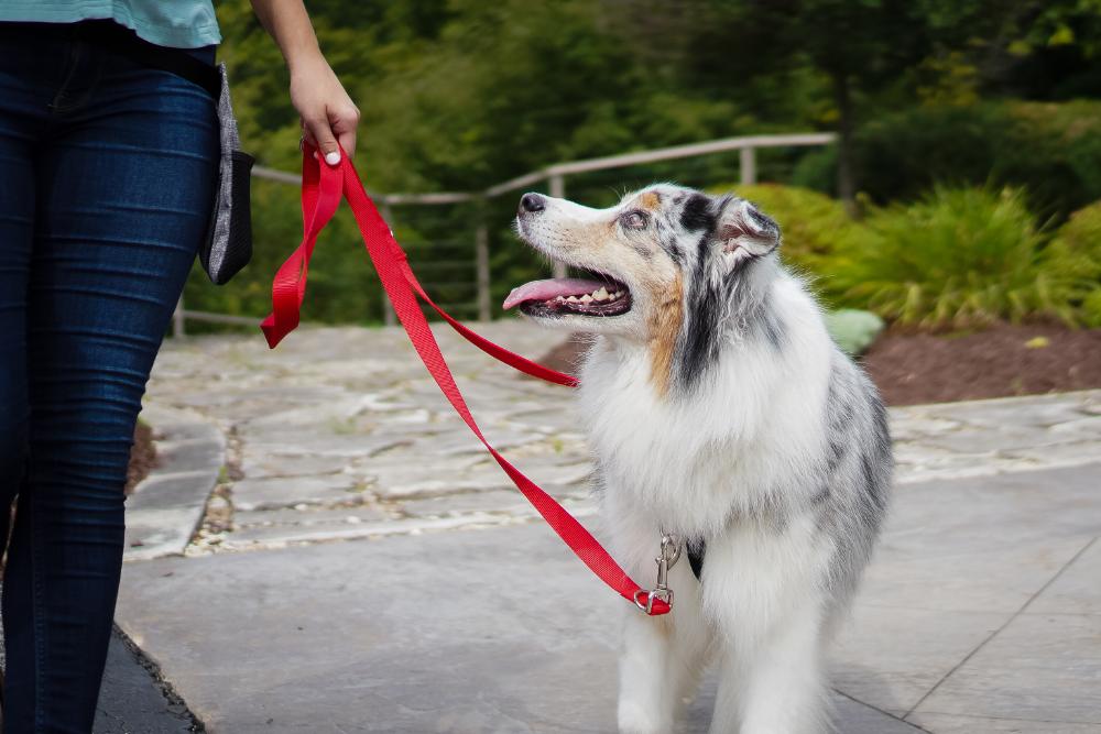 Multi-Function Leash Blue-9 Pet Products