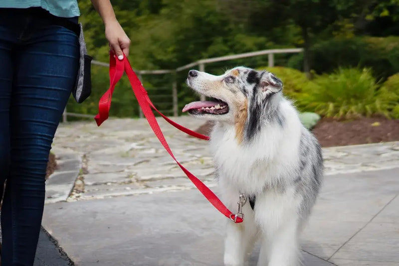 Multi-Function Leash