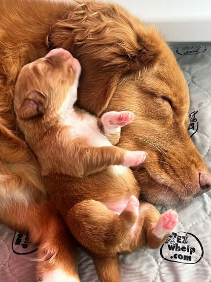 EZclassic Windowed Whelping Box Set w/Rail Assembly EZwhelp