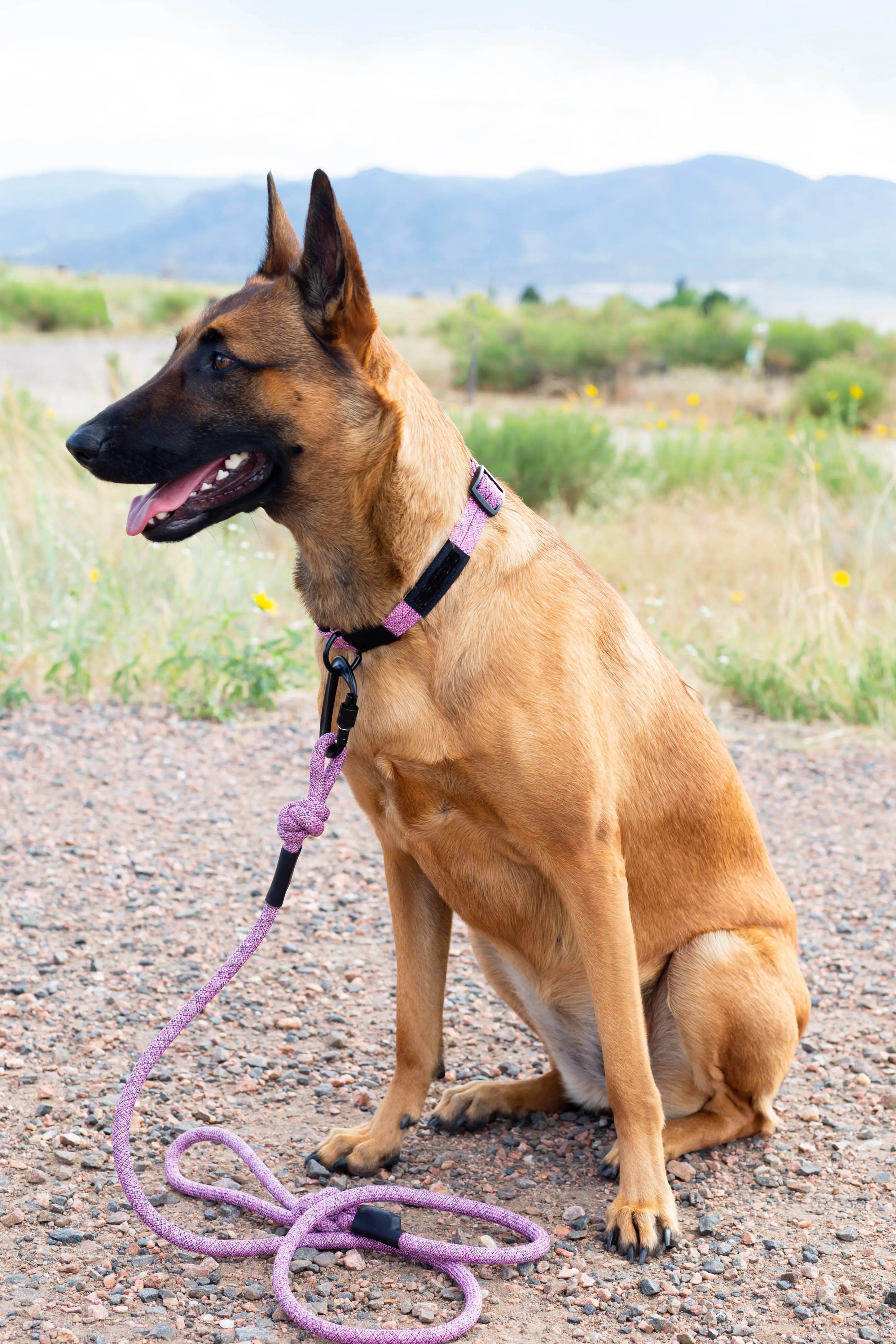 Adventure Style Mountain Blush Climbing Rope Dog Leash Euro-Dog Collars and Leads