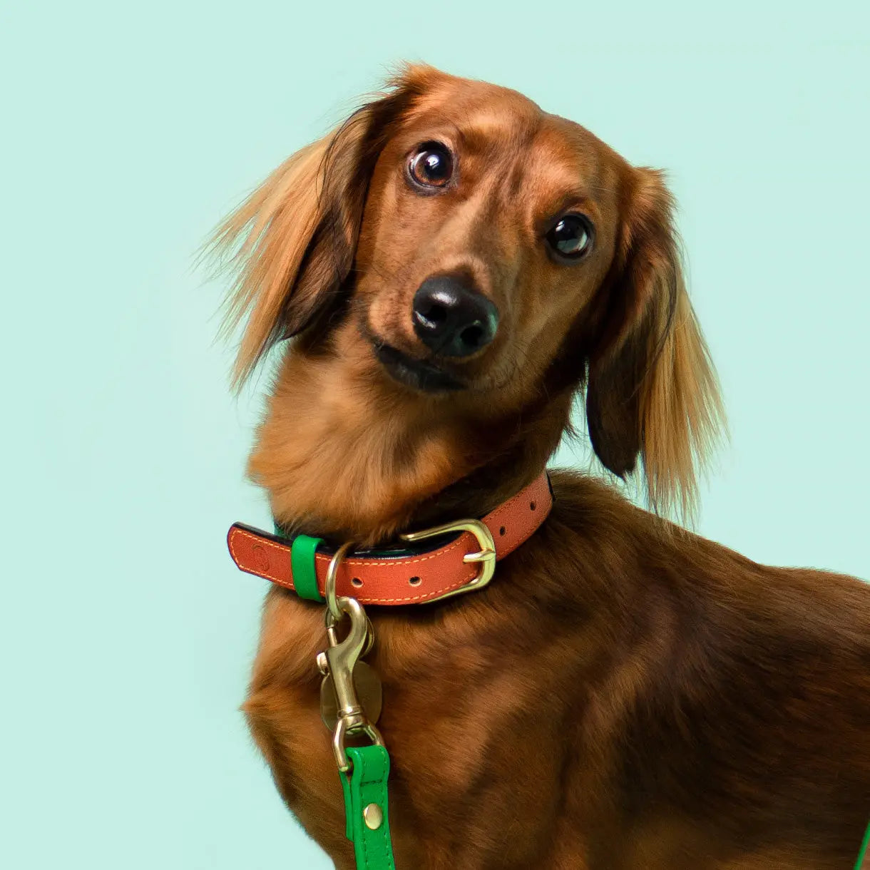 Loyal Collar Ramona For You