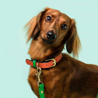 Loyal Collar Ramona For You
