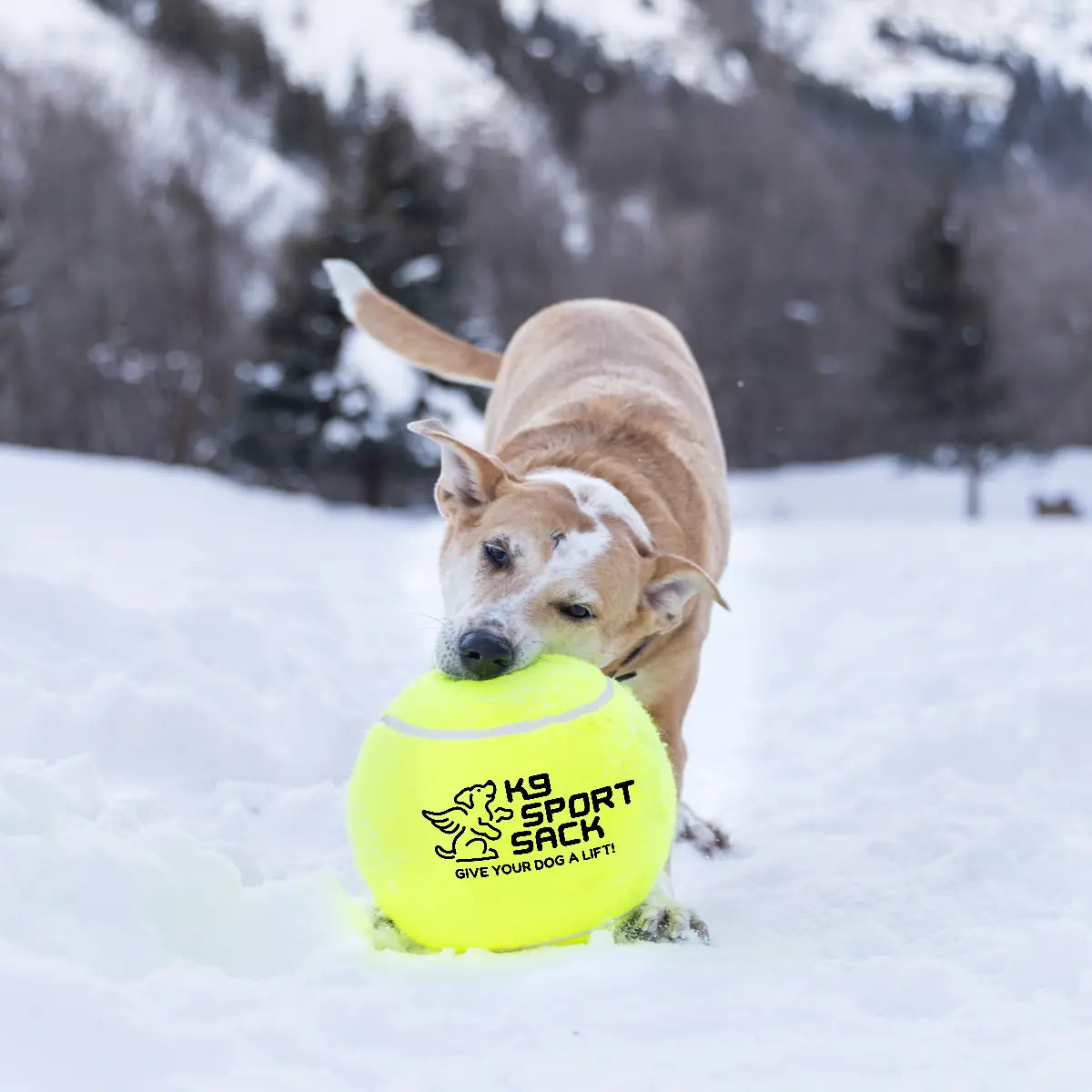 Too Big to Chew Tennis Ball K9 Sport Sack