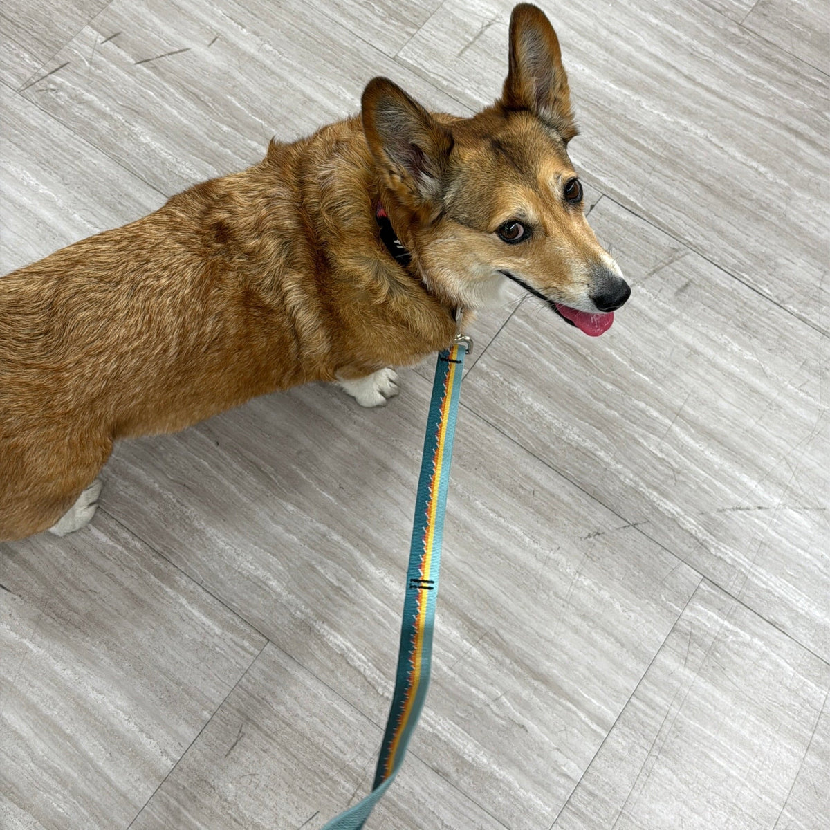 Adjustable Hands-Free Leash 1''