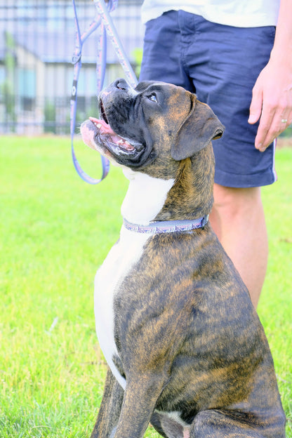 Outdoor Style Mountain Sunset Nylon Dog Collar Euro-Dog Collars and Leads