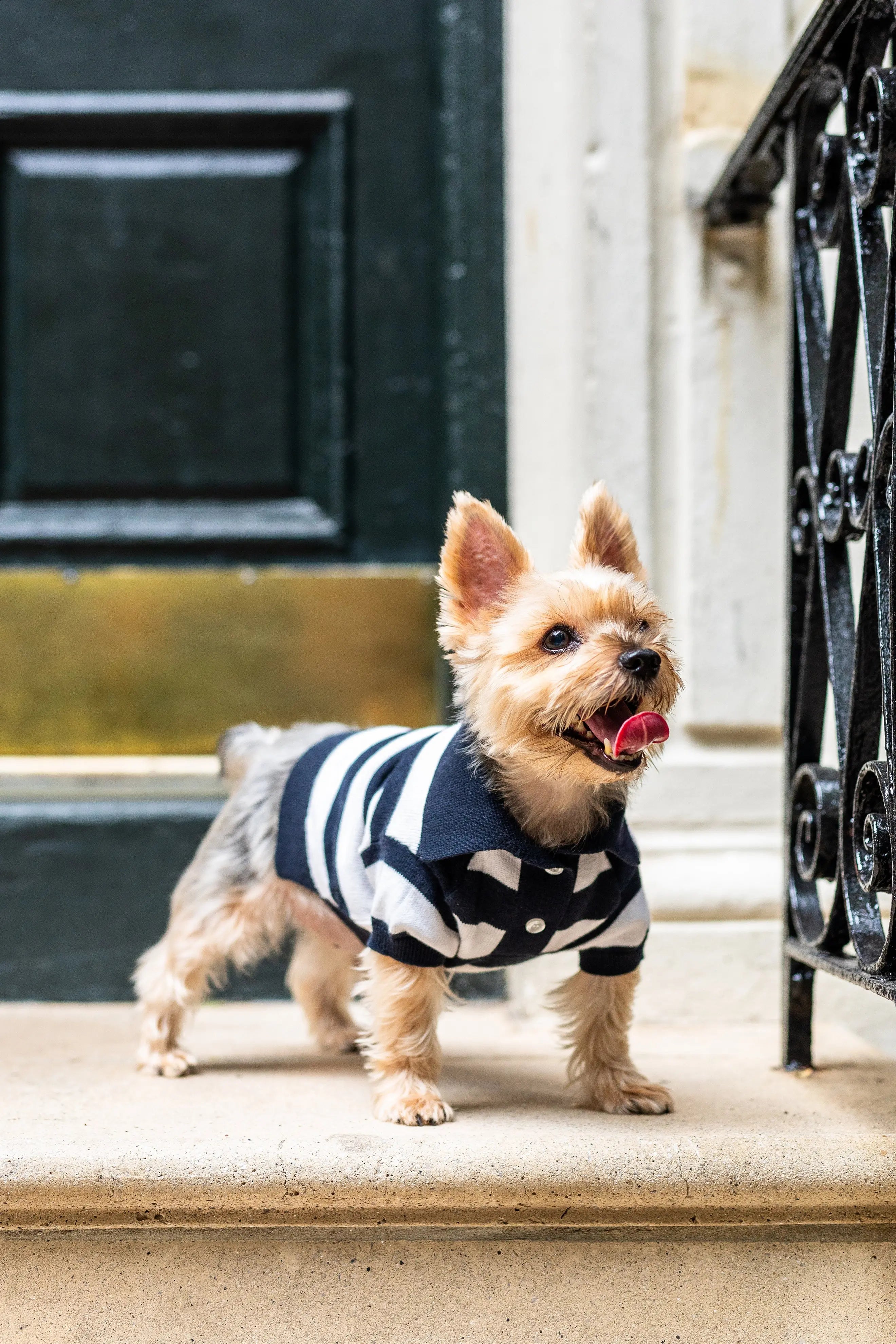 ‘Gene’ Cashmere blend Polo BESPOKE PAWS