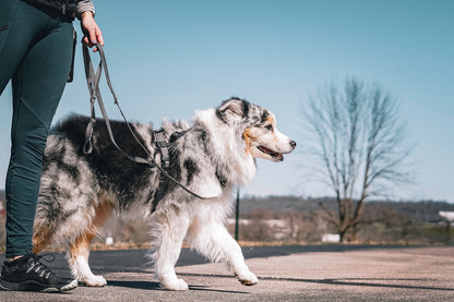 Reflective Multi-Function Leash Blue-9 Pet Products