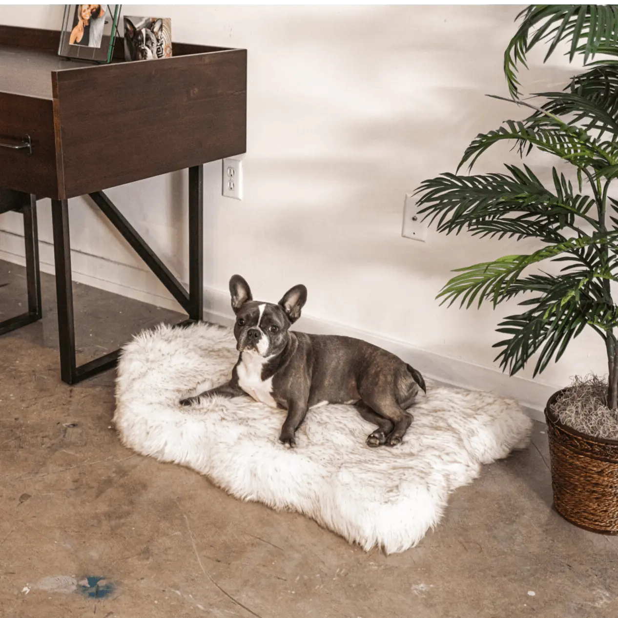 PupRug by Paw.com™ Faux Fur Orthopedic Dog Bed - Curve White with Brown Accents Paw.com