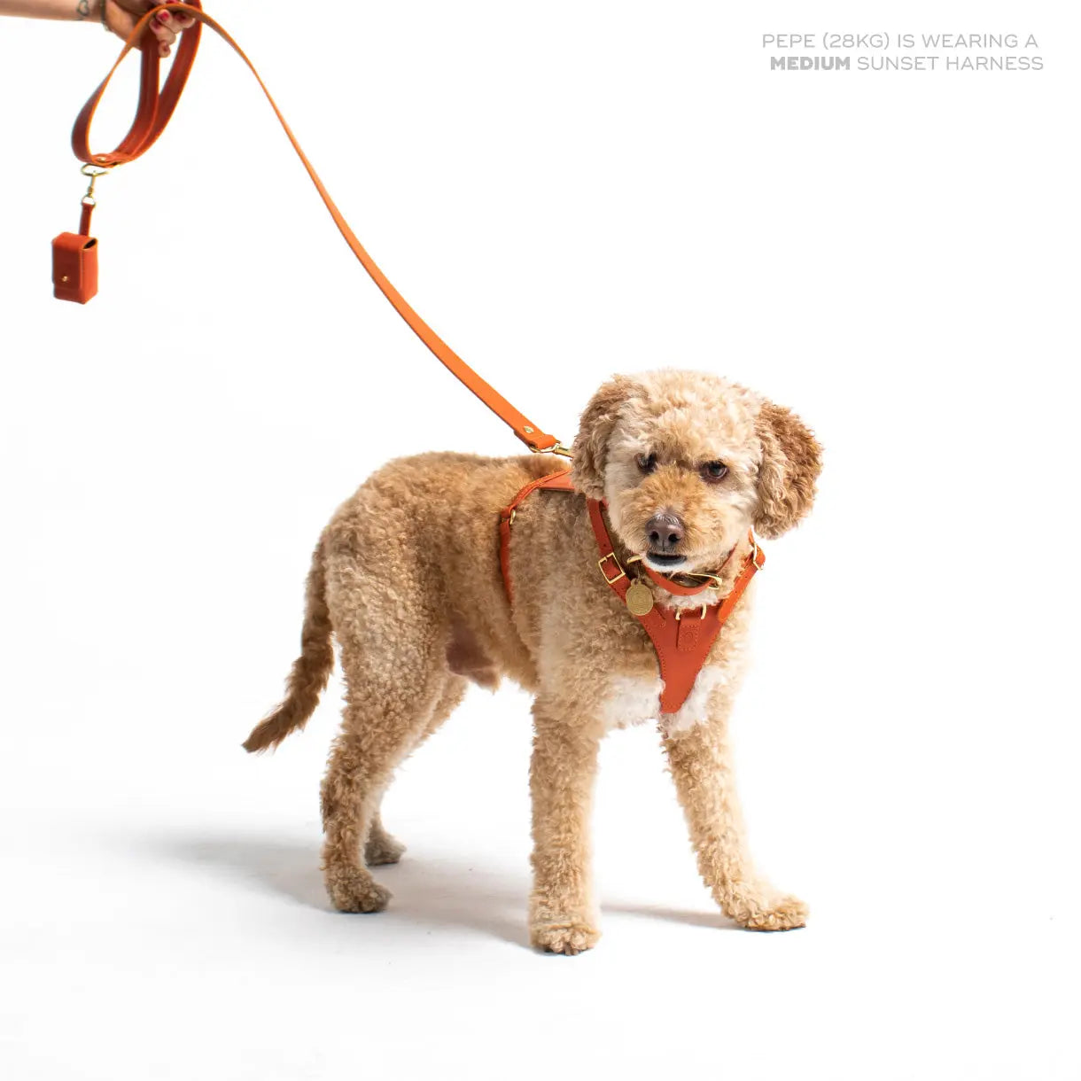 Sunset Heritage Harness Ramona For You
