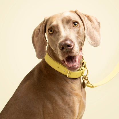 Mellow Collar Ramona For You