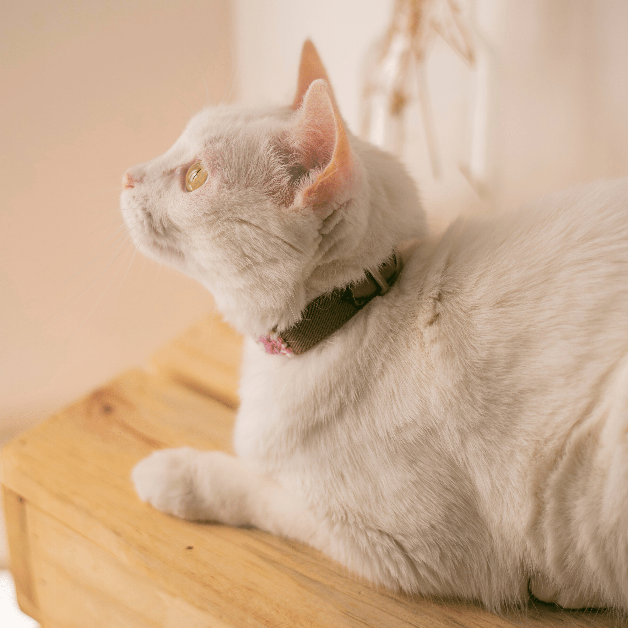 Melrose Sambboho cat collar