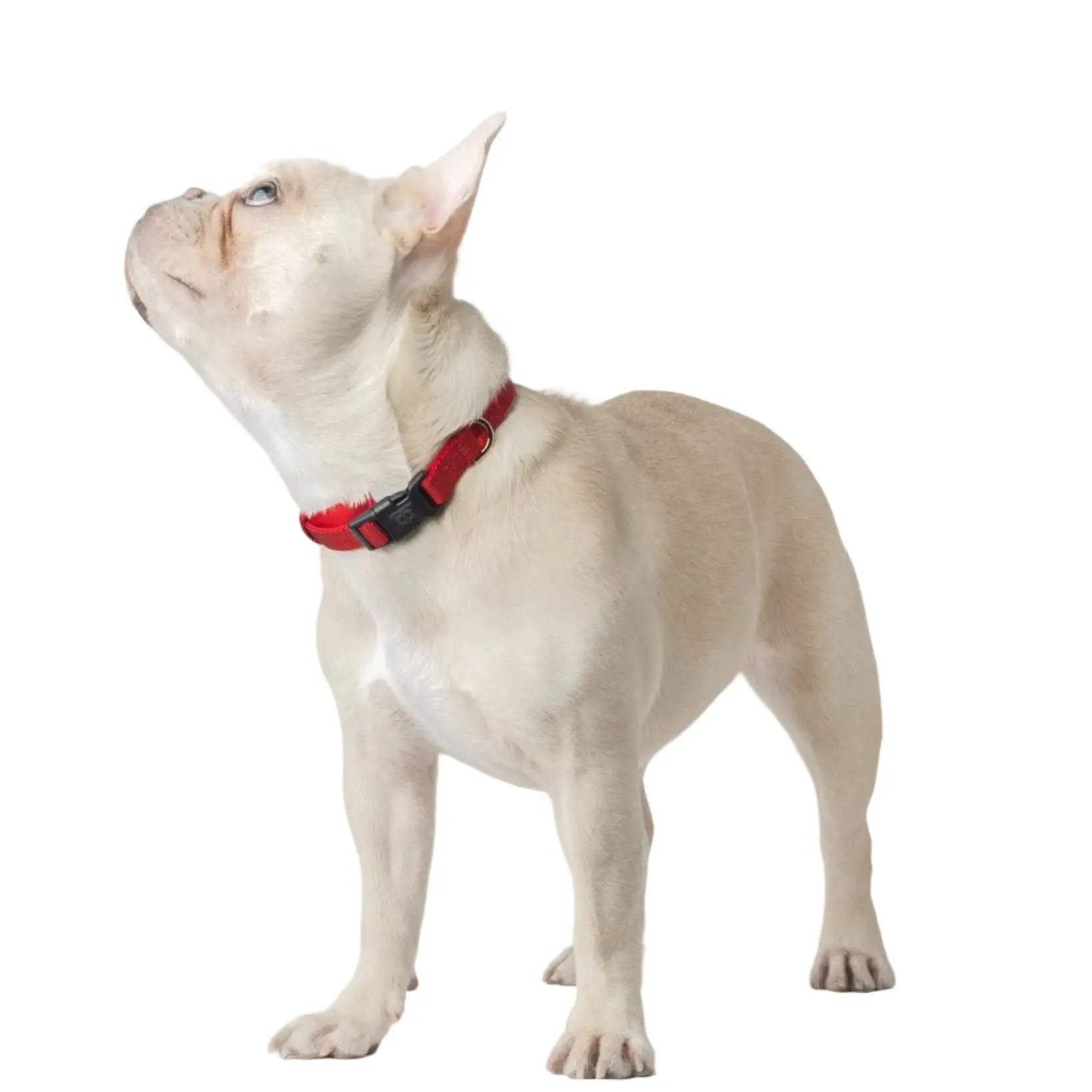 City Collar - Iconic Red Dogistry™