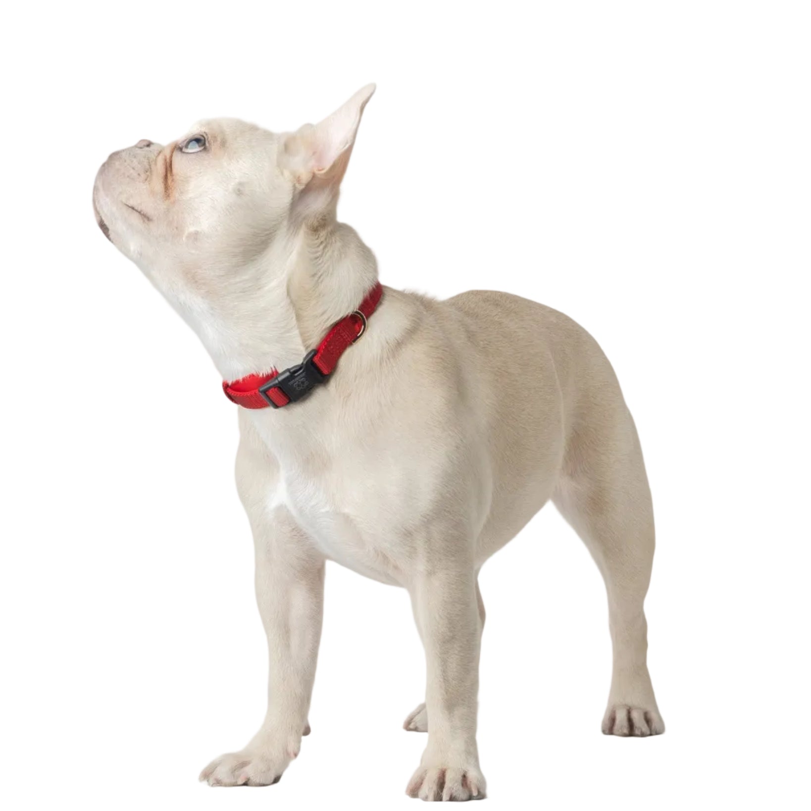 City Collar - Iconic Red