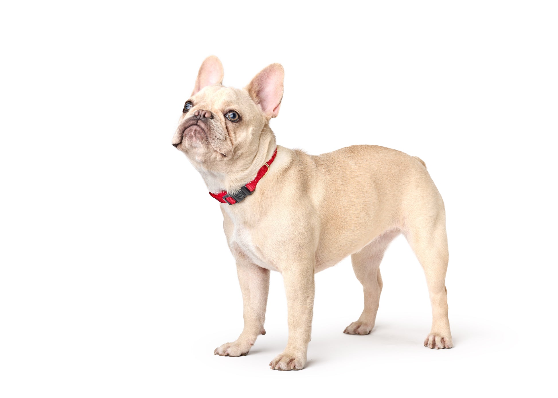 City Collar - Iconic Red Dogistry™