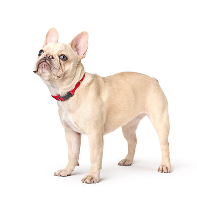 City Collar - Iconic Red