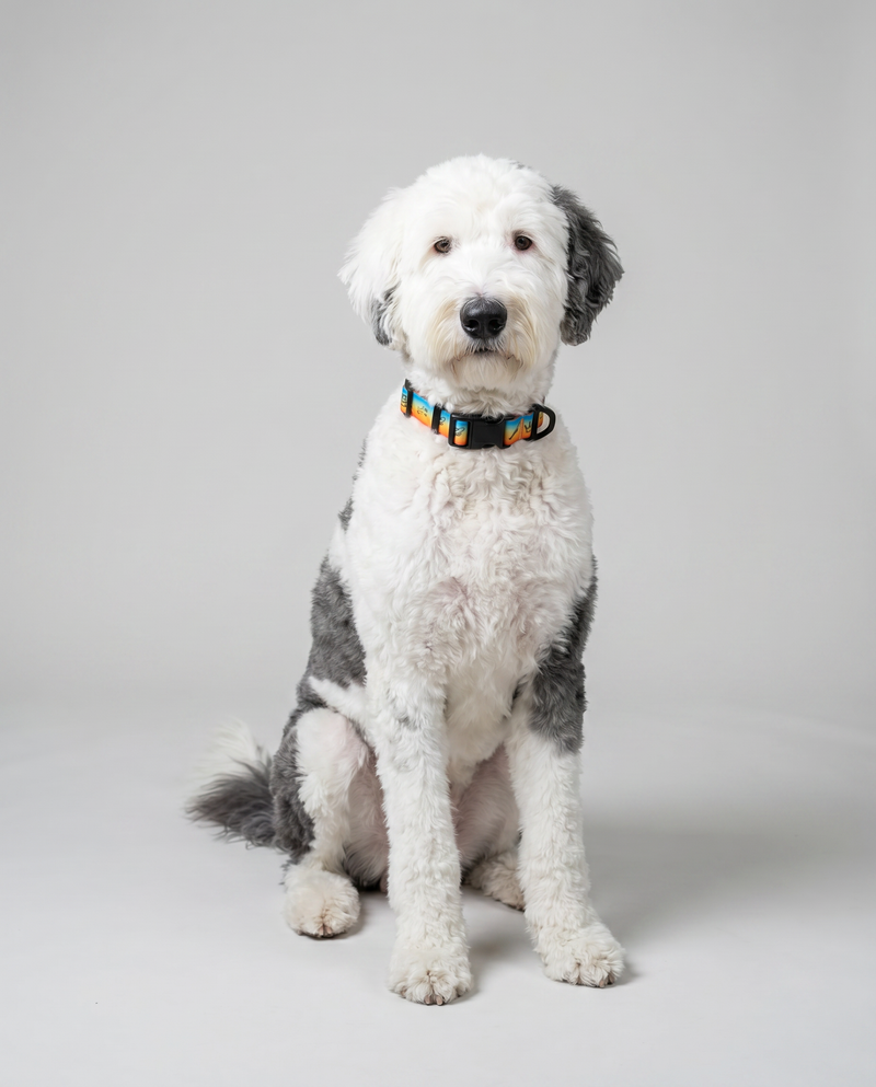Doodles Print Waterproof Dog Collar - Orange Gradient
