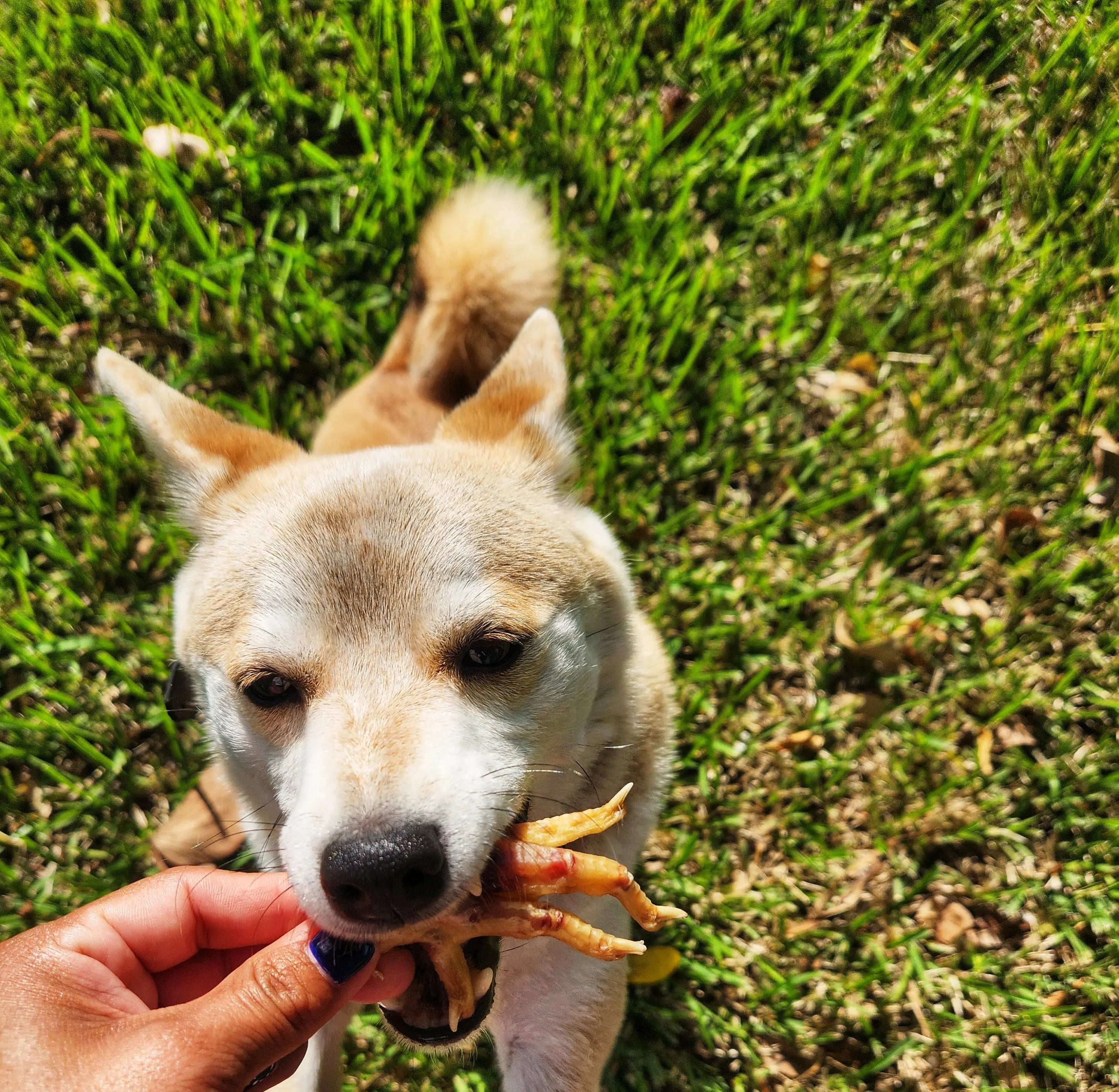 Dehydrated Chicken Feet – 5ct | Raw Instincts | Natural Chew for Cats & Dogs Raw Instincts
