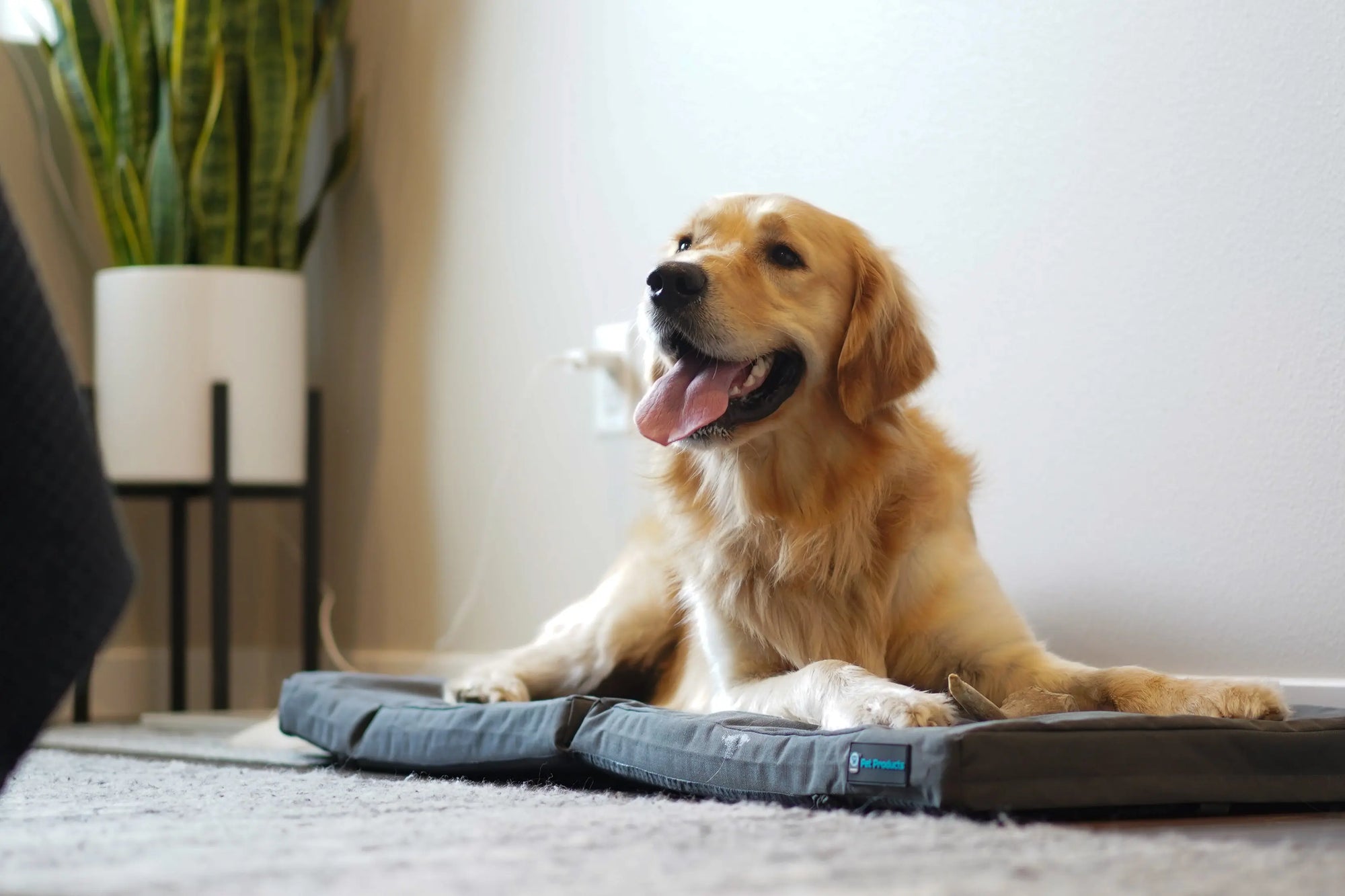 Restore+ Double Dog Bed