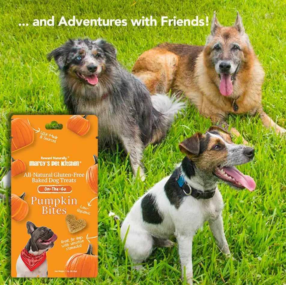 Marcy's Pet Kitchen® - 'On-The-Go' All-Natural, Vegan Pumpkin Biscuit 1oz Marcy's Pet Kitchen