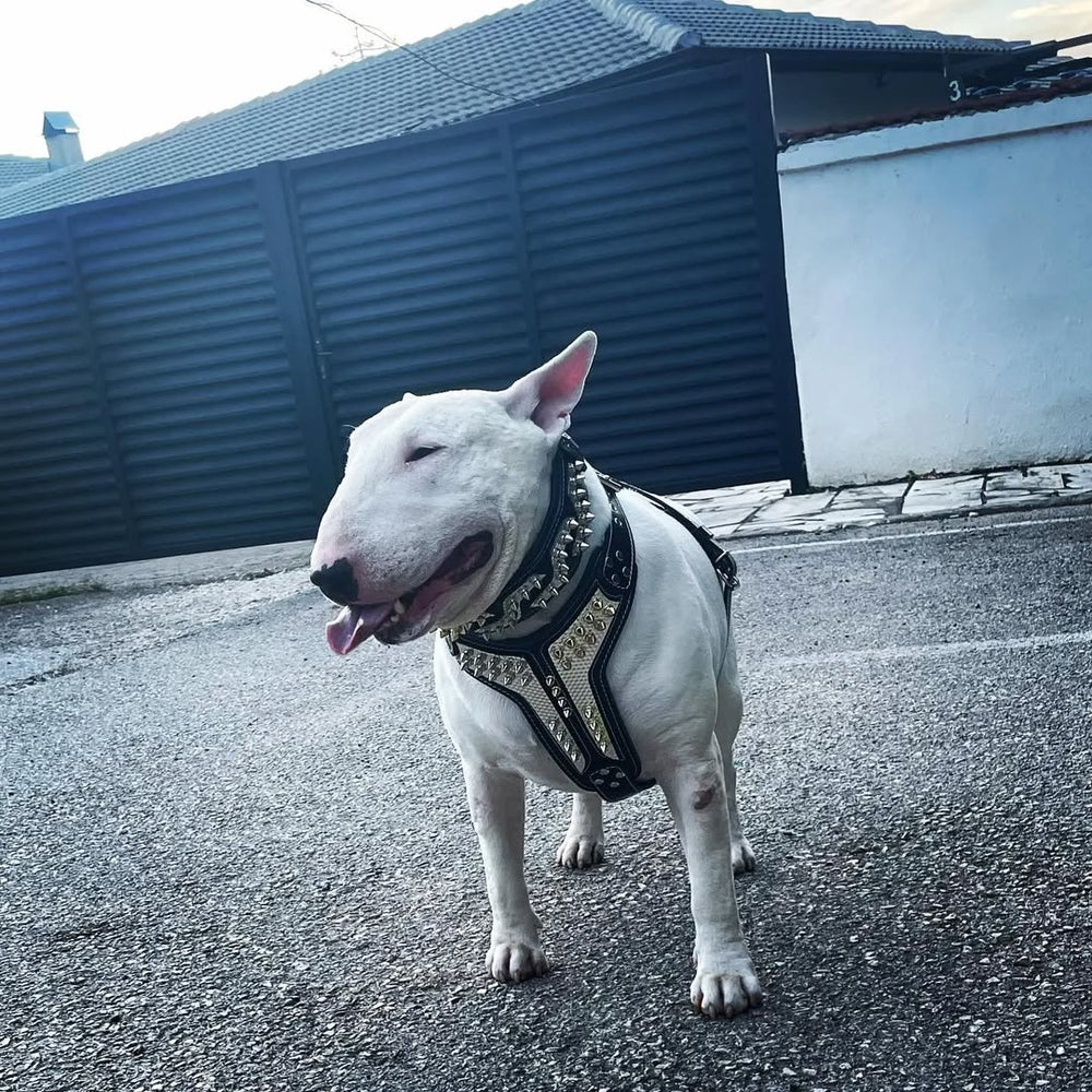 Bestia Platinum Leather Dog Harness – Medium Dogs