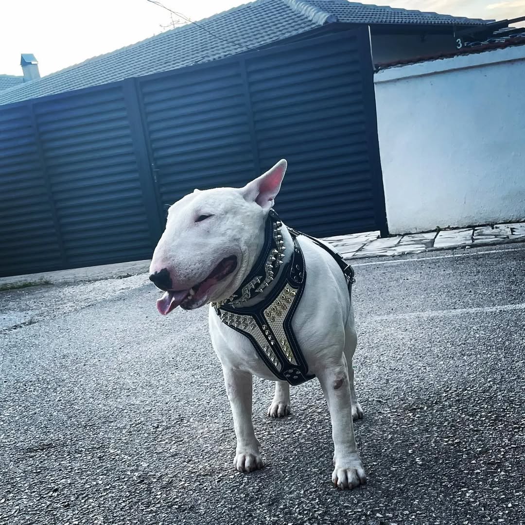 Bestia Platinum Leather Dog Harness – Medium Dogs