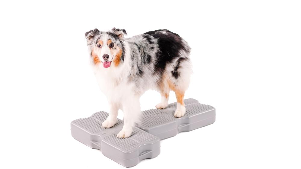 Propel Air Platform Blue-9 Pet Products