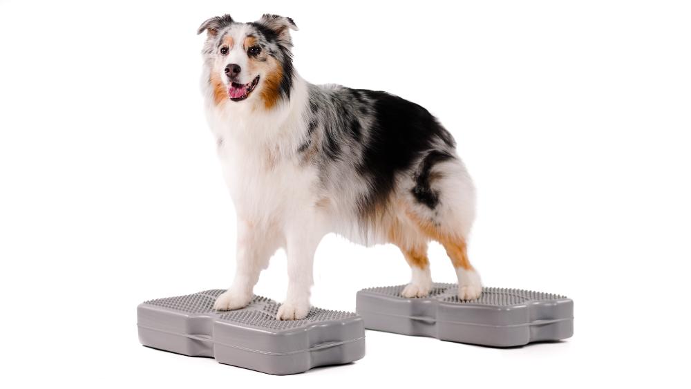Propel Air Platform Blue-9 Pet Products