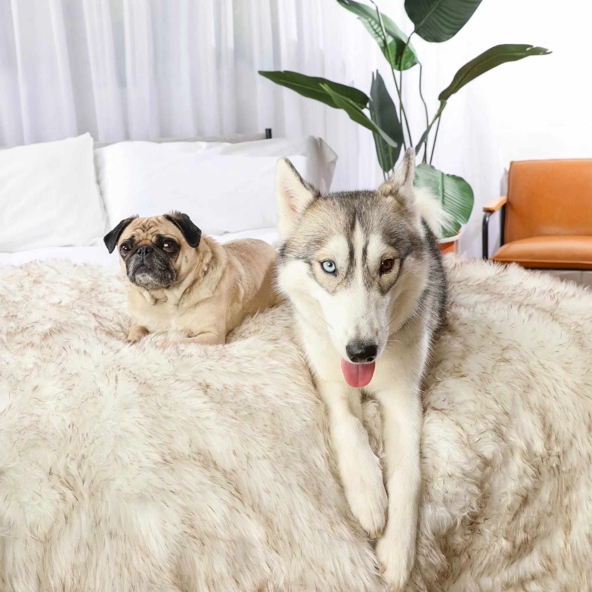 PupProtector™ Waterproof Throw Blanket - White with Brown Accents Paw.com
