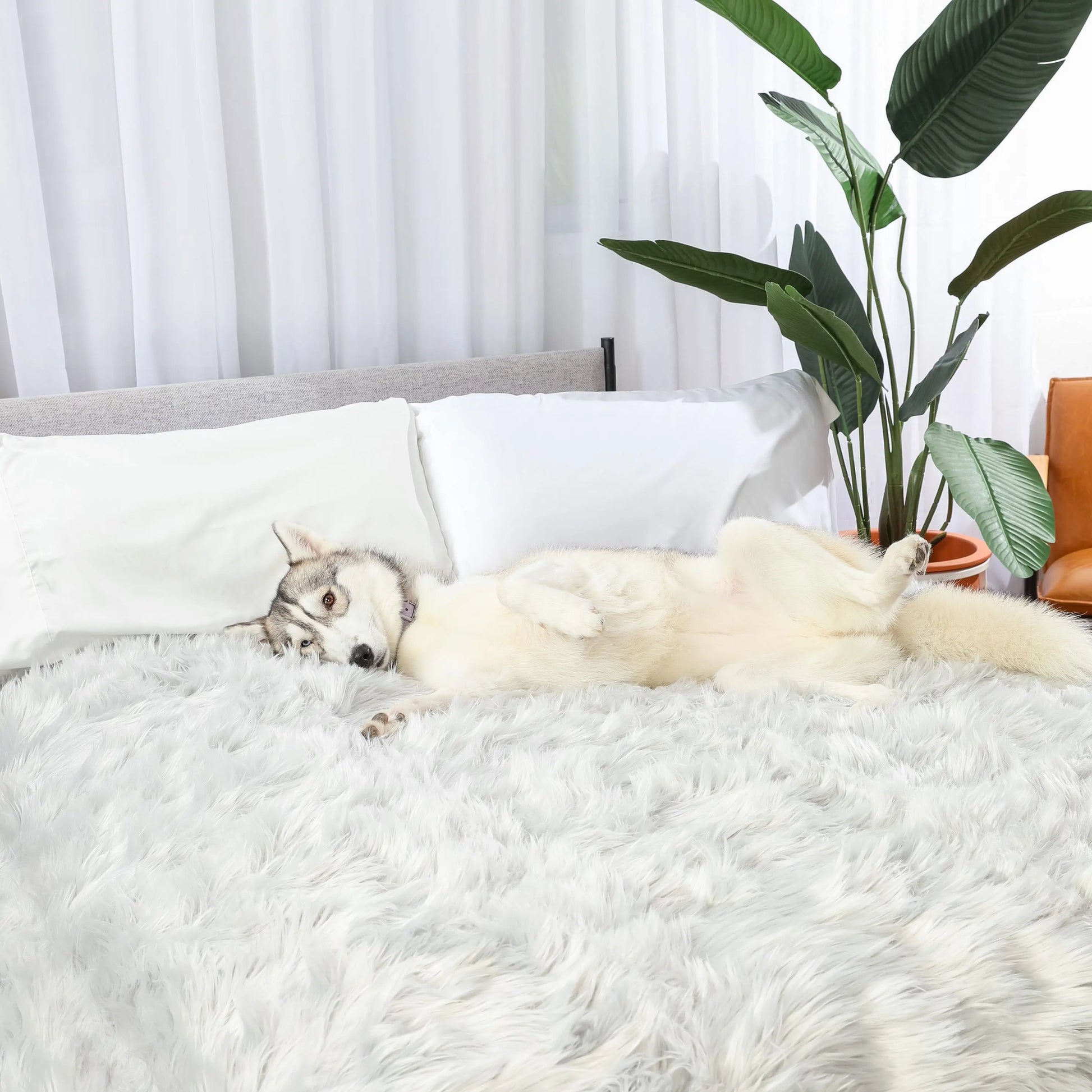 PupProtector™ Waterproof Throw Blanket - Grey Paw.com