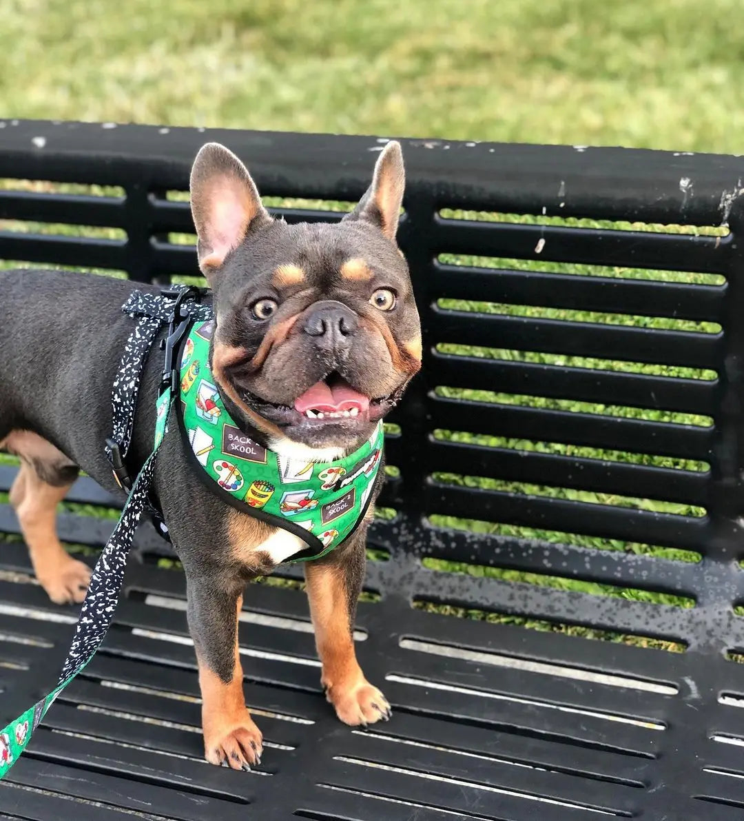 Teacher's Pet Leash Kit Pawmigo