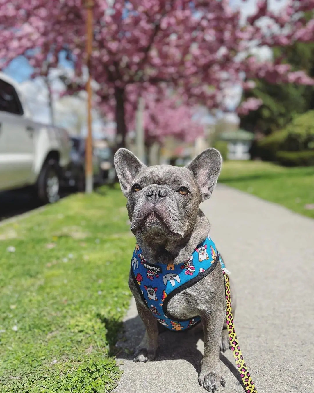 90s Baby Reversible Harness Pawmigo