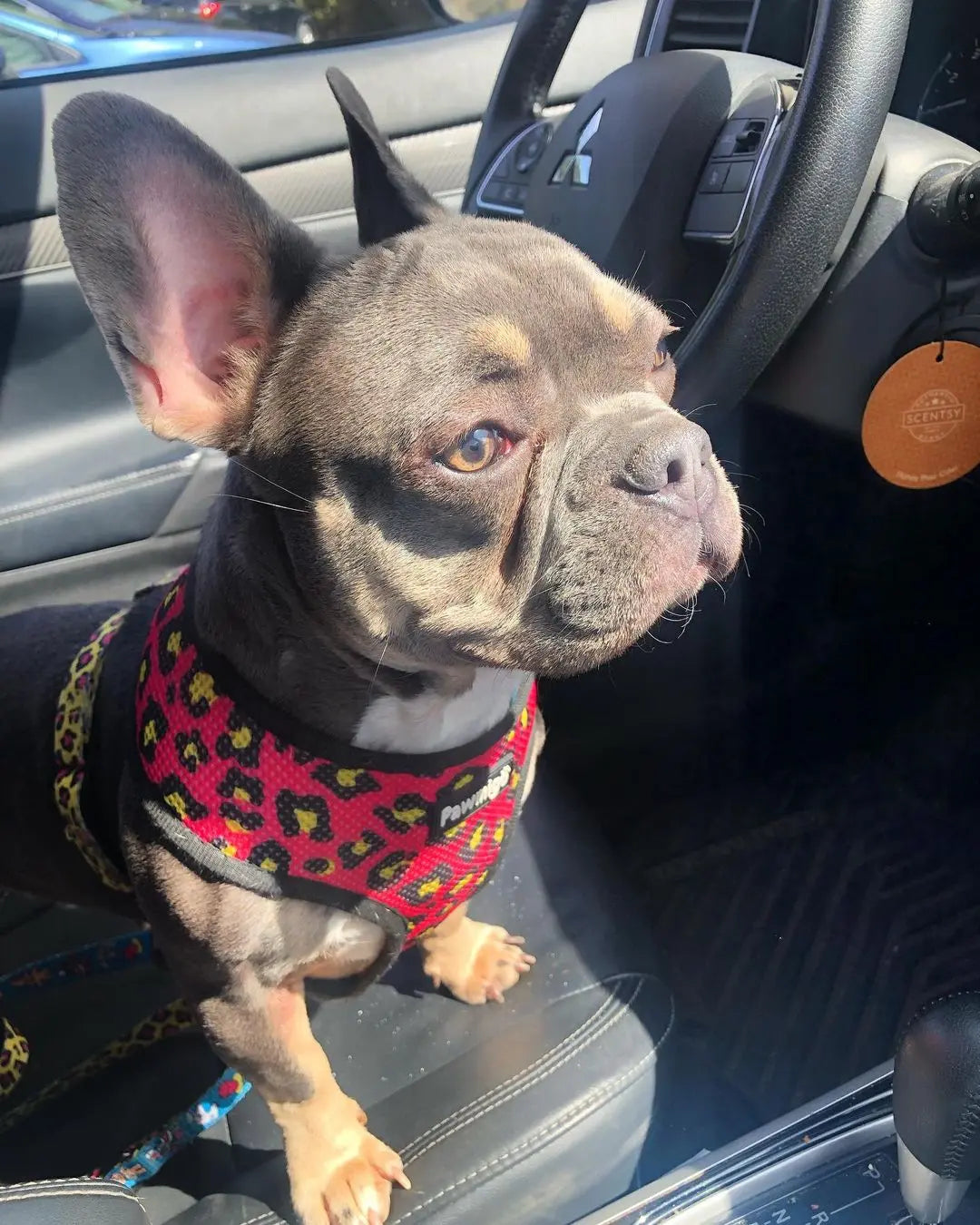 90s Baby Reversible Harness Pawmigo