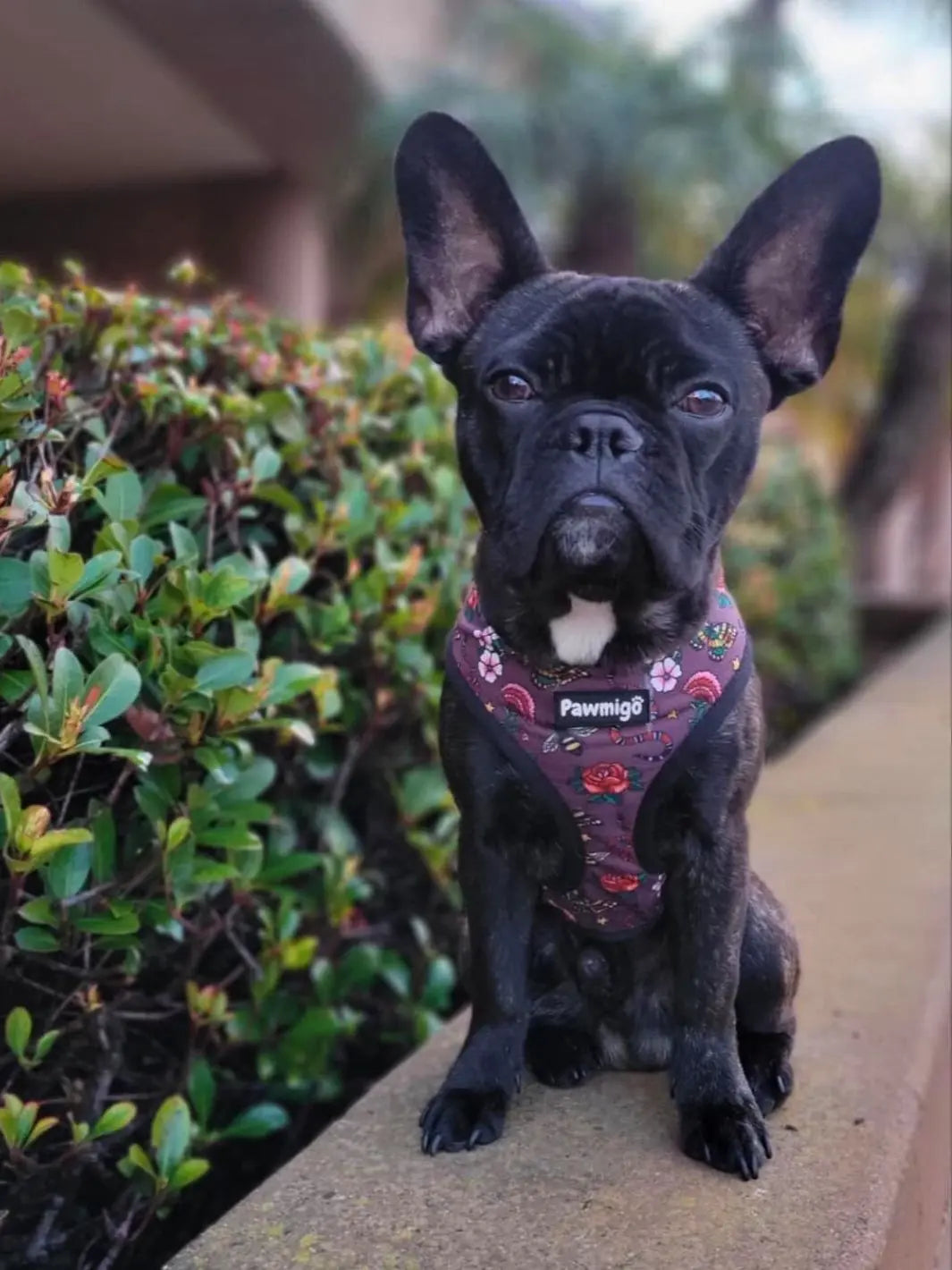 May Flowers Reversible Harness Pawmigo