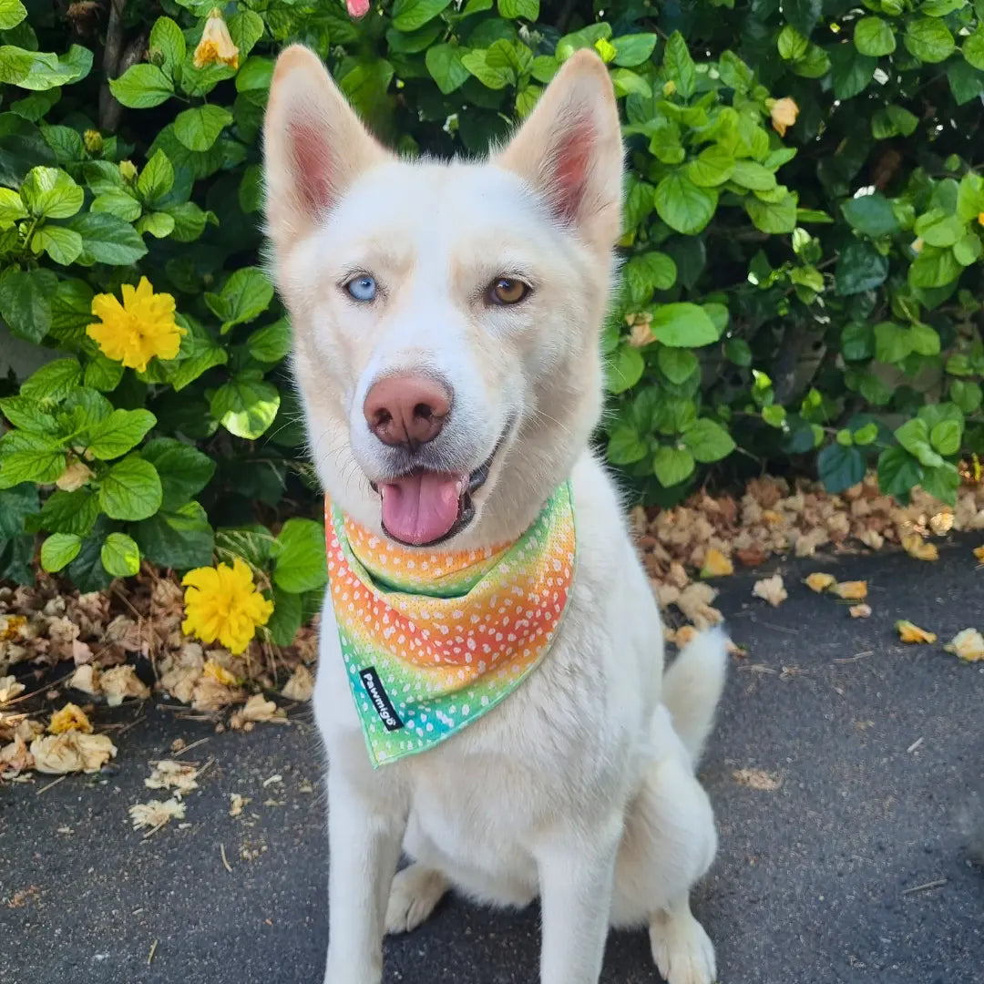 Chasing Rainbows Cooling Bandana Pawmigo