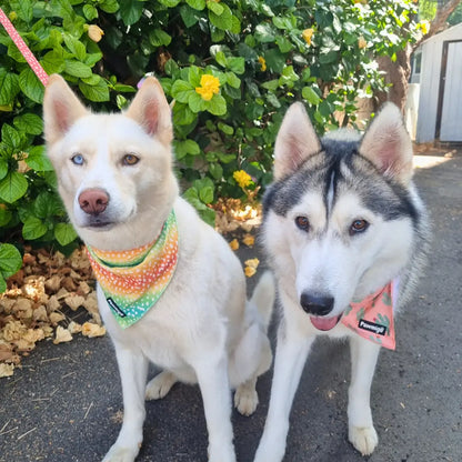 Chasing Rainbows Cooling Bandana Pawmigo