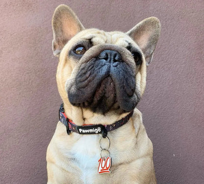 May Flowers Collar Pawmigo