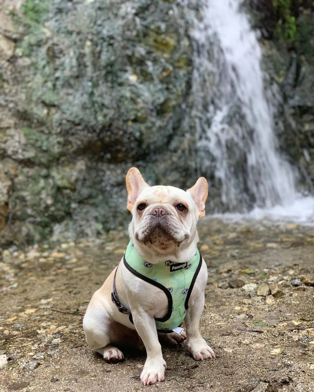 Muddy Paws Reversible Harness Pawmigo