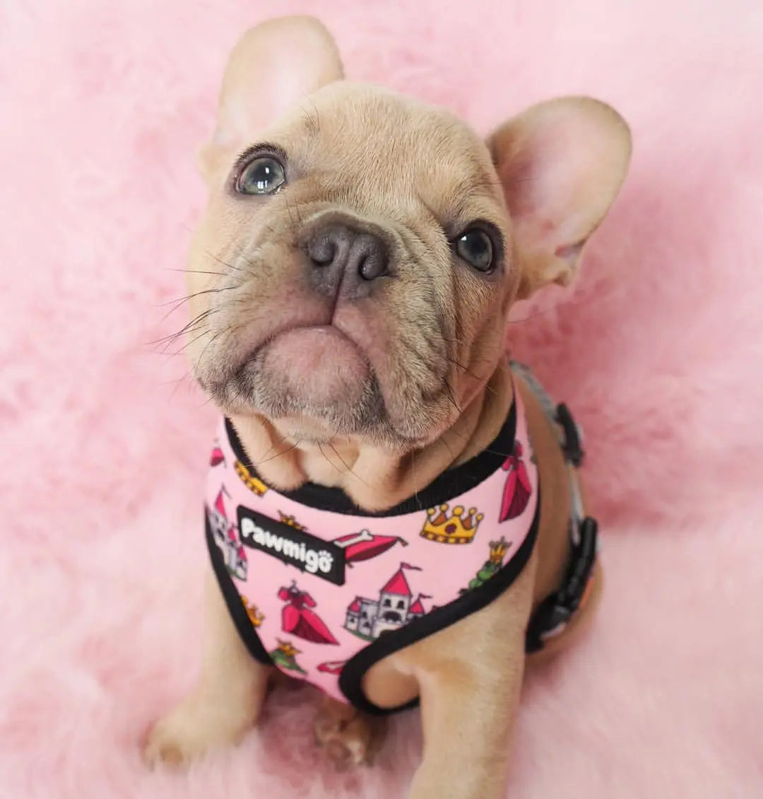 Fairytail Reversible Harness Pawmigo