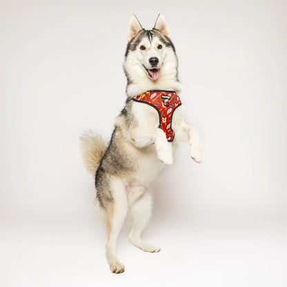 Pawgwarts Everyday Adjustable No-Pull Dog Harness Pawmigo