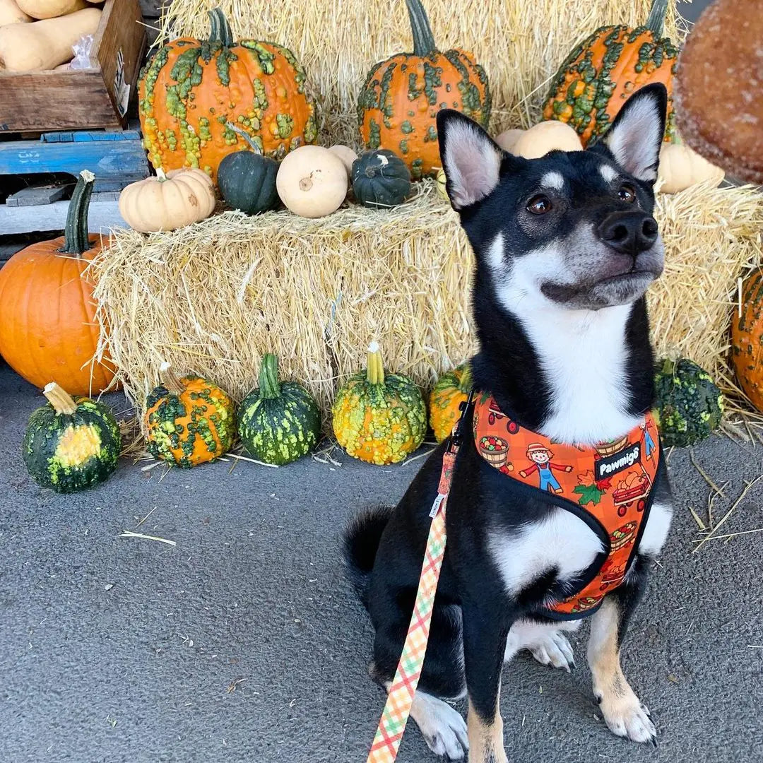 Pupkin Patch Reversible Harness Pawmigo