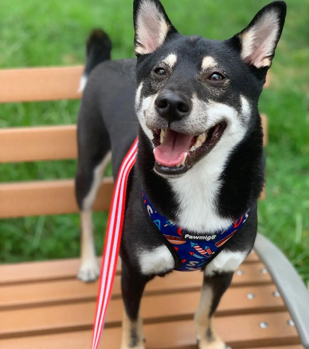 Red, White & Bark Reversible Harness Pawmigo