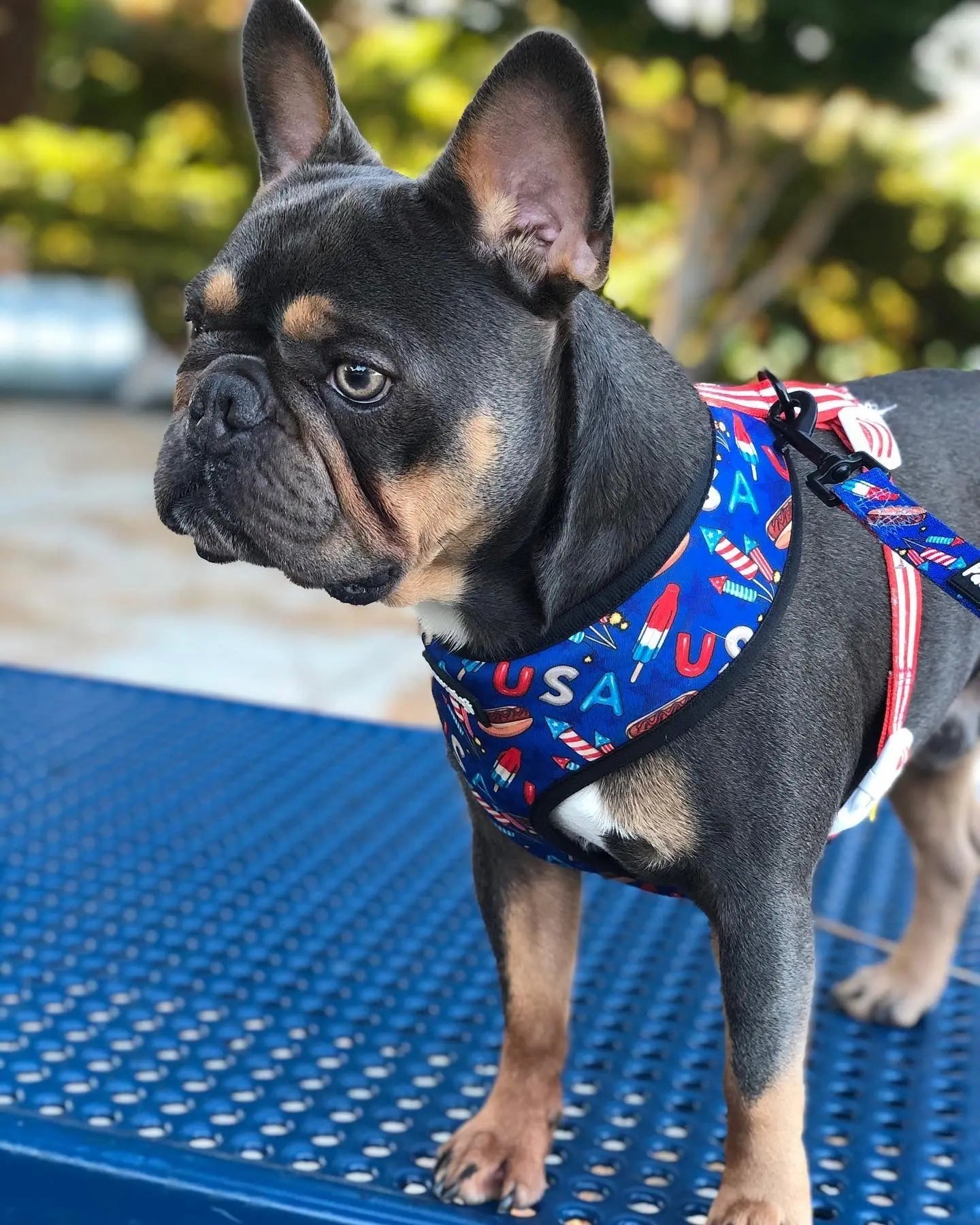 Red, White & Bark Reversible Harness Pawmigo