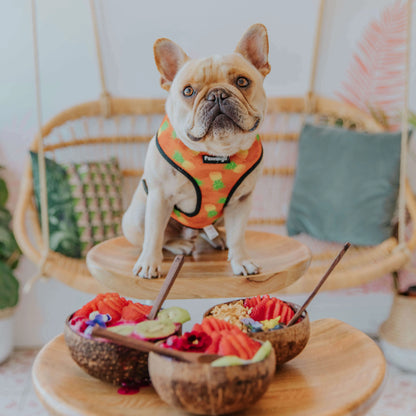 Snack Shack Reversible Harness Pawmigo