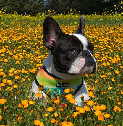 Tie-Dye For Reversible Harness Pawmigo