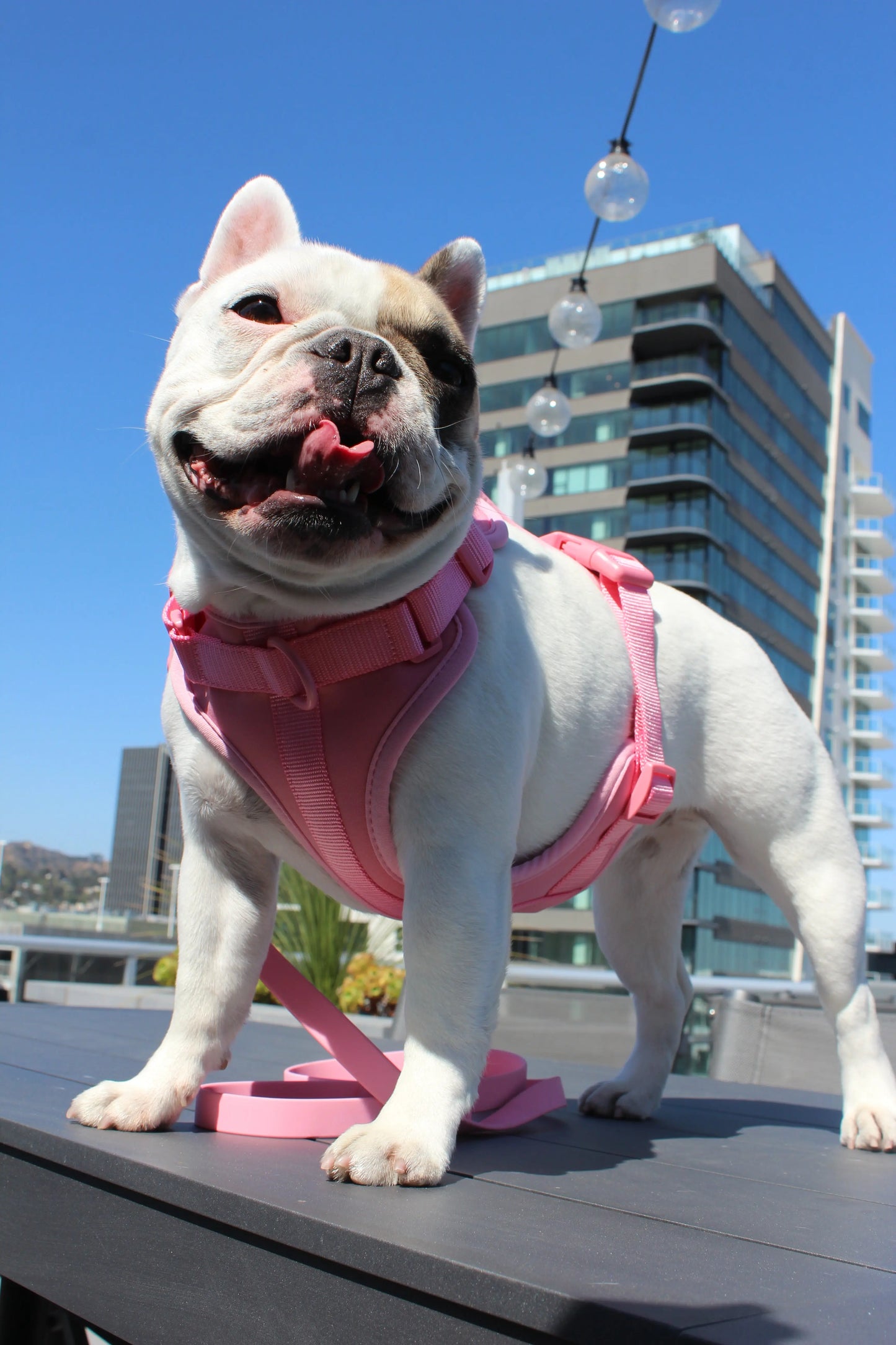 Luxe Harness - Hibiscus Pawmigo