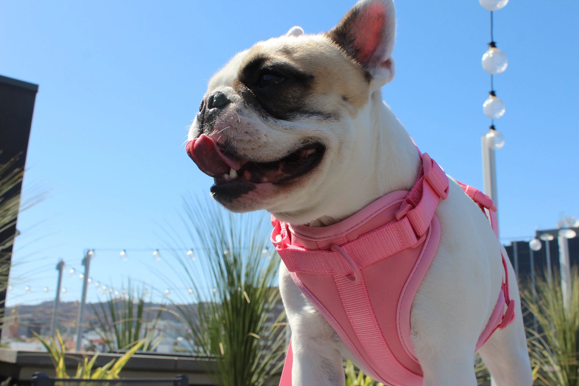 Luxe Harness - Hibiscus Pawmigo