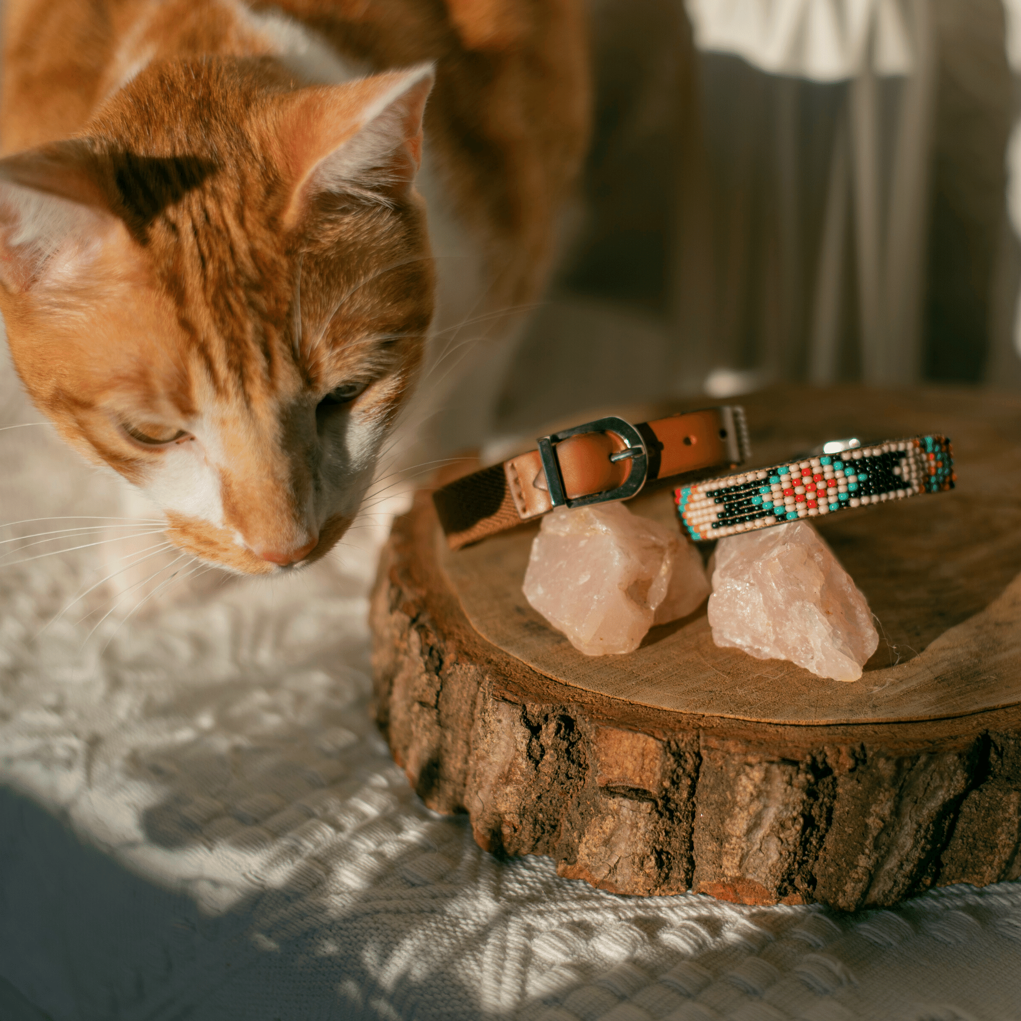 Phoenix Sambboho cat collar
